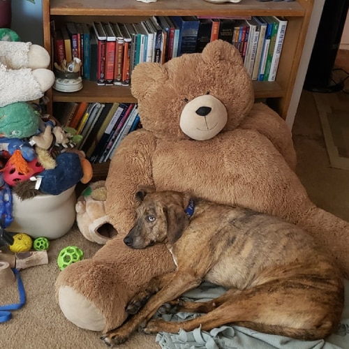 Pet Sitting