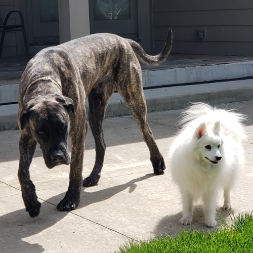 Dog Daycare